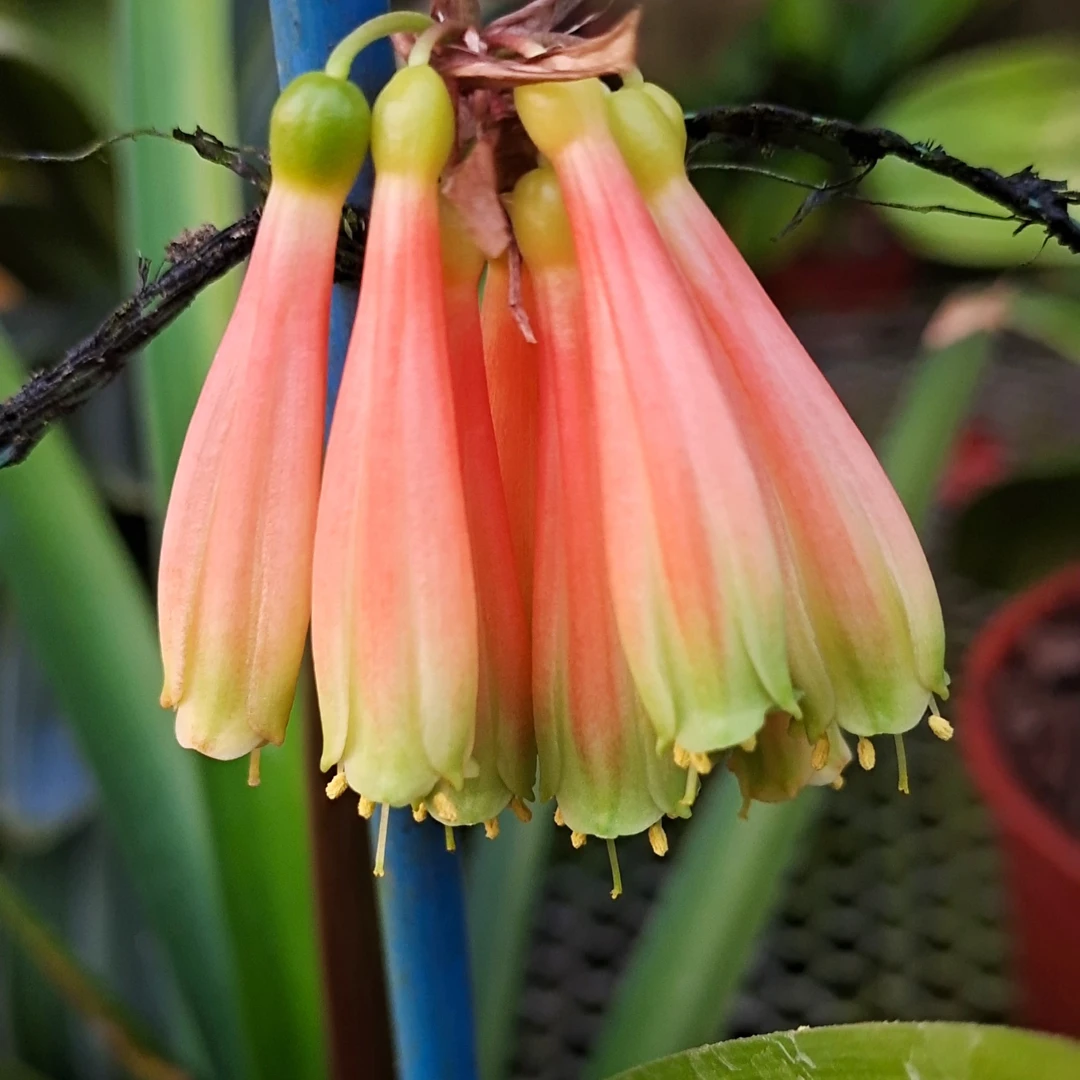 君子兰绿植盆栽室内客厅装饰四季常青植物