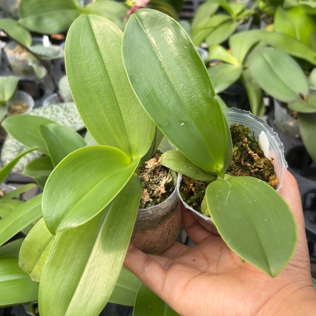 用***7当前无花栽培后可以开花蓝路德兄弟交2棵