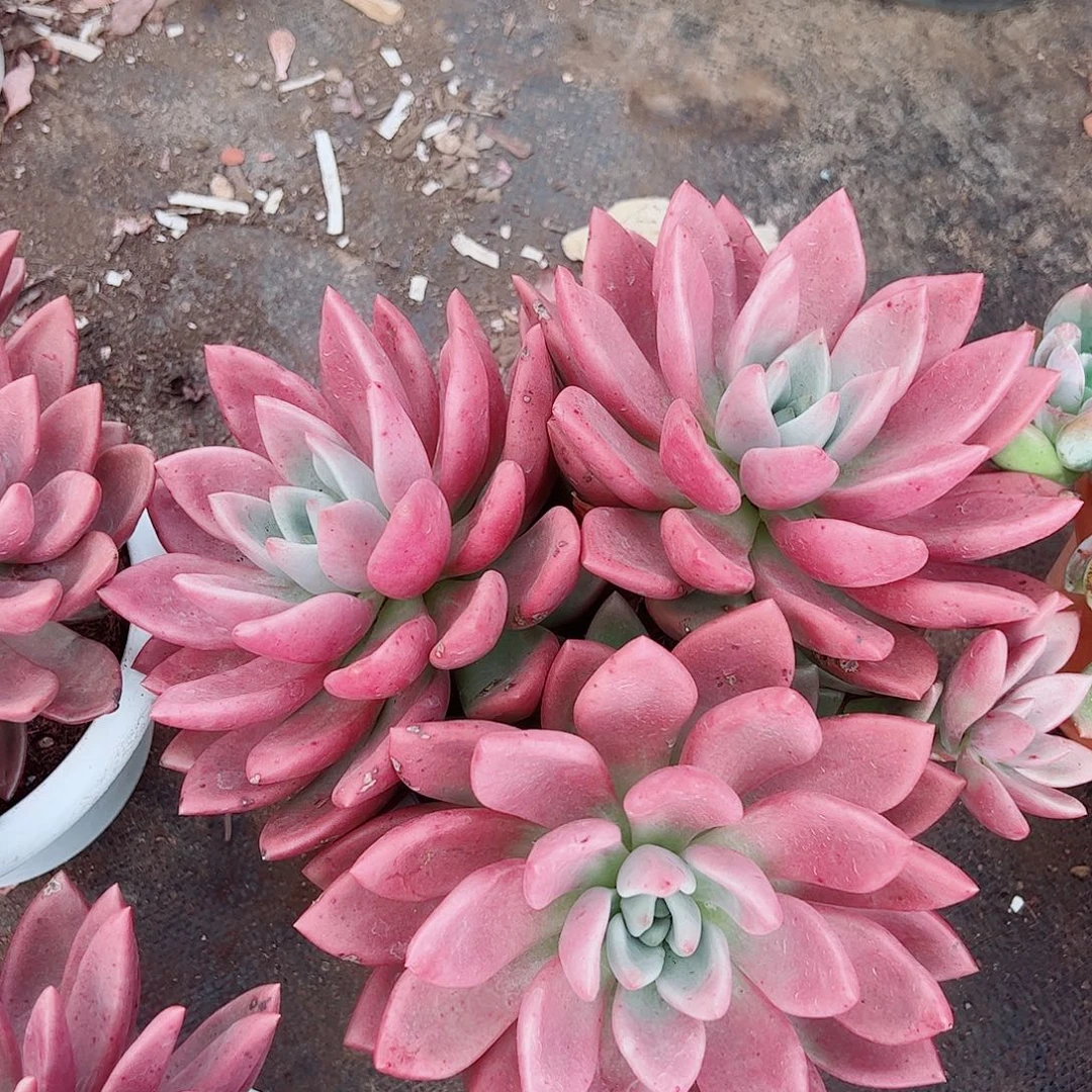 桃花源三大头起发整桩无砍