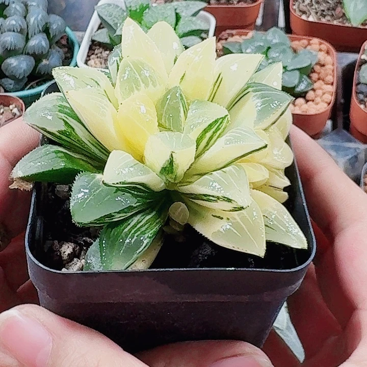 f***r无花朵十二卷 姬寿锦 福利