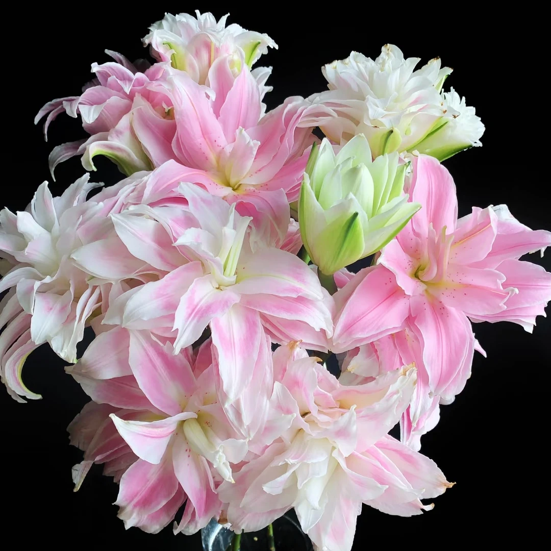 【重瓣百合】稀有品种重瓣百合好奇心上市（20%损耗不售后介意勿拍）