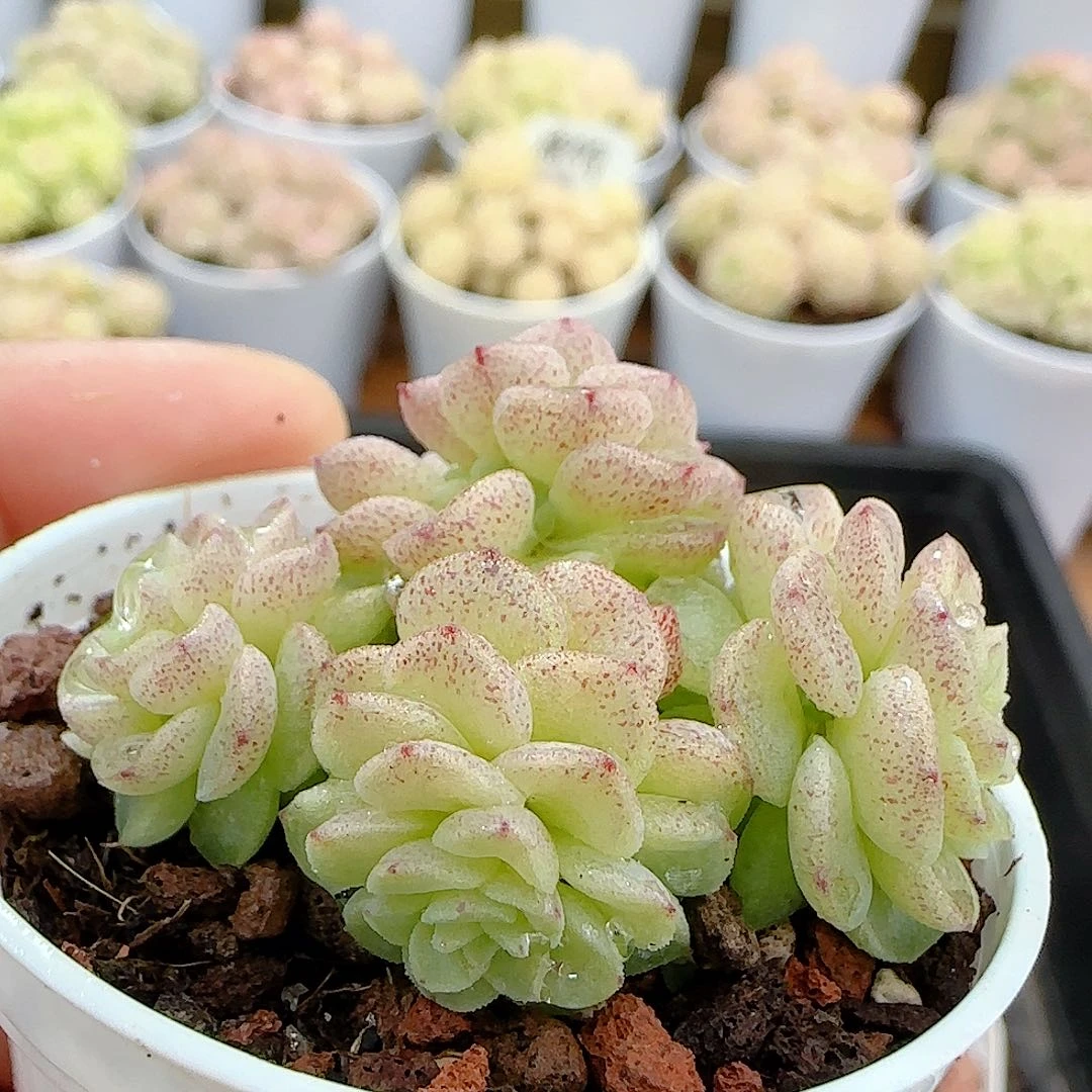 1224-23（ttp-73）优选