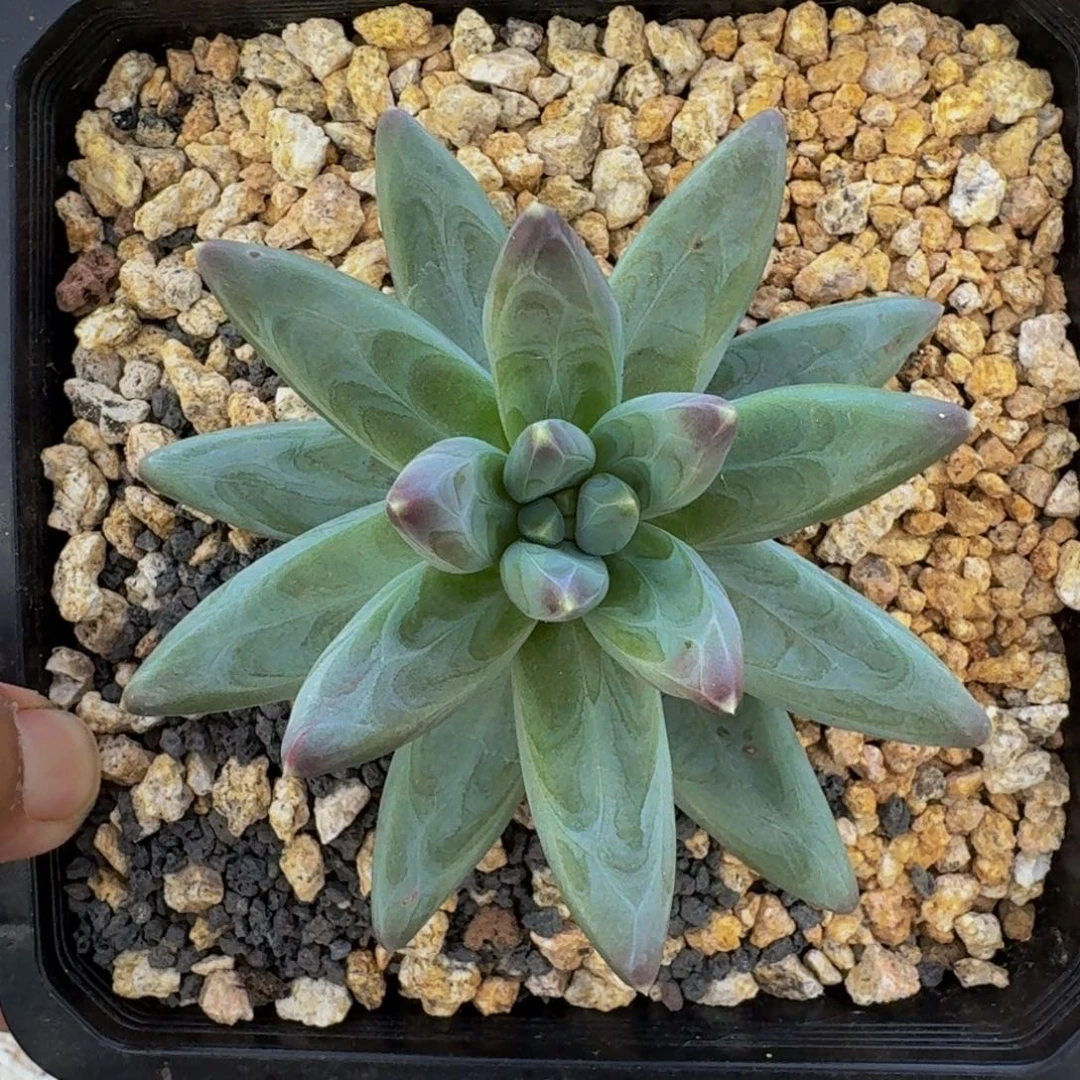 雪戴利 单头 一物一拍