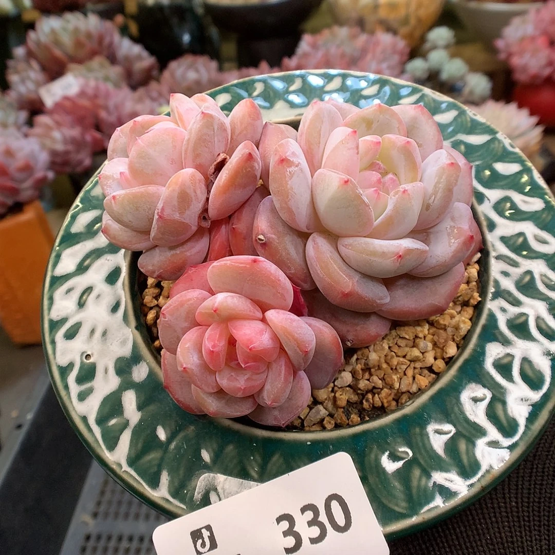 330星影多肉植物6666