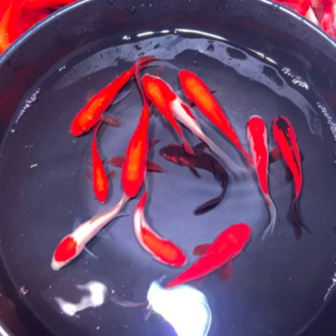 9-12厘米火焰红草金鱼 9条冷水好养耐活 随机搭配不指定