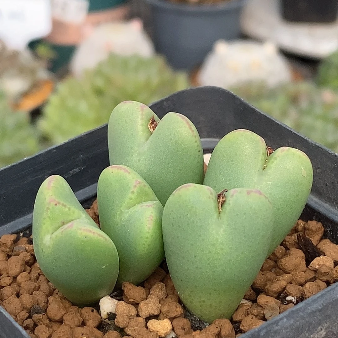 657 少将带盆土 9.9包邮