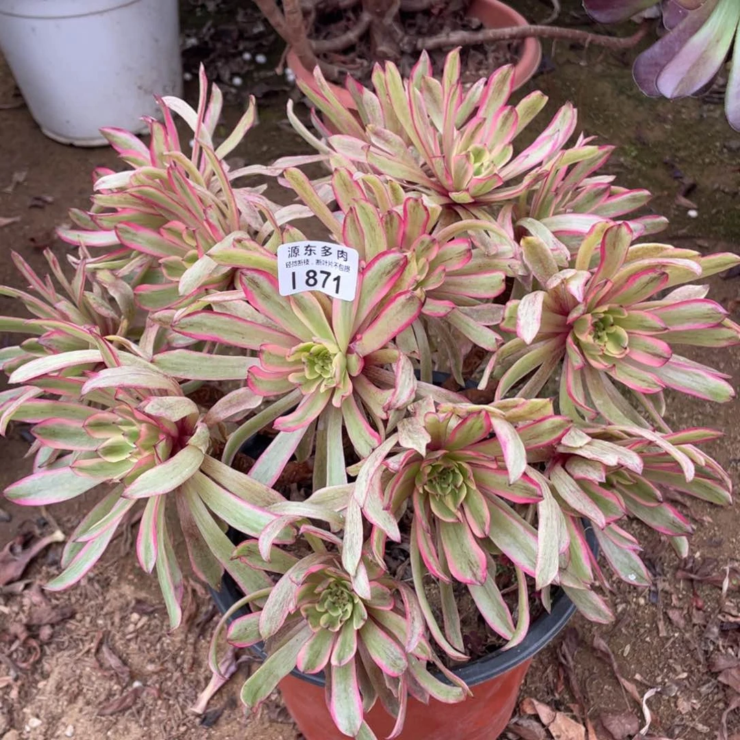 871法拉利多肉法师断枝不包