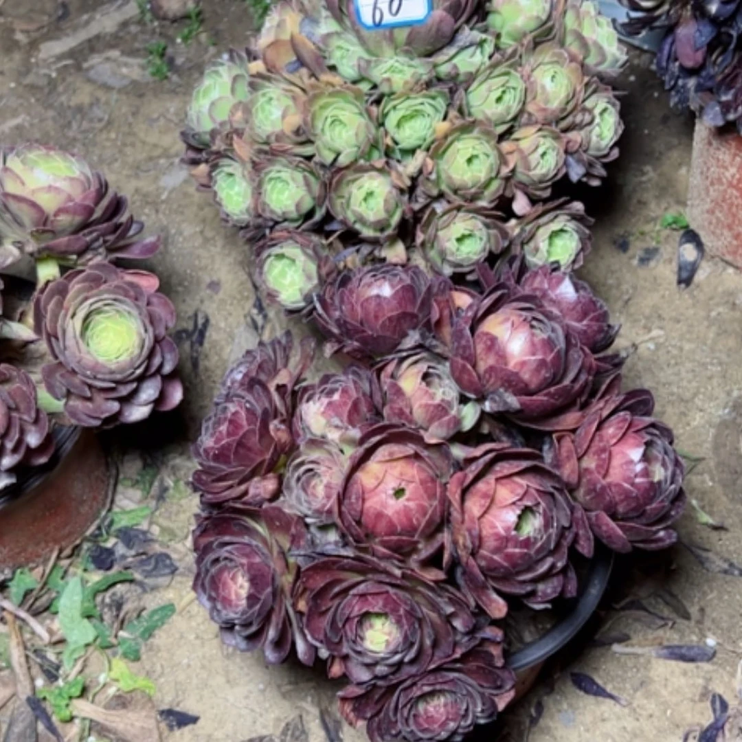 【闪购商品】多肉植物处理60