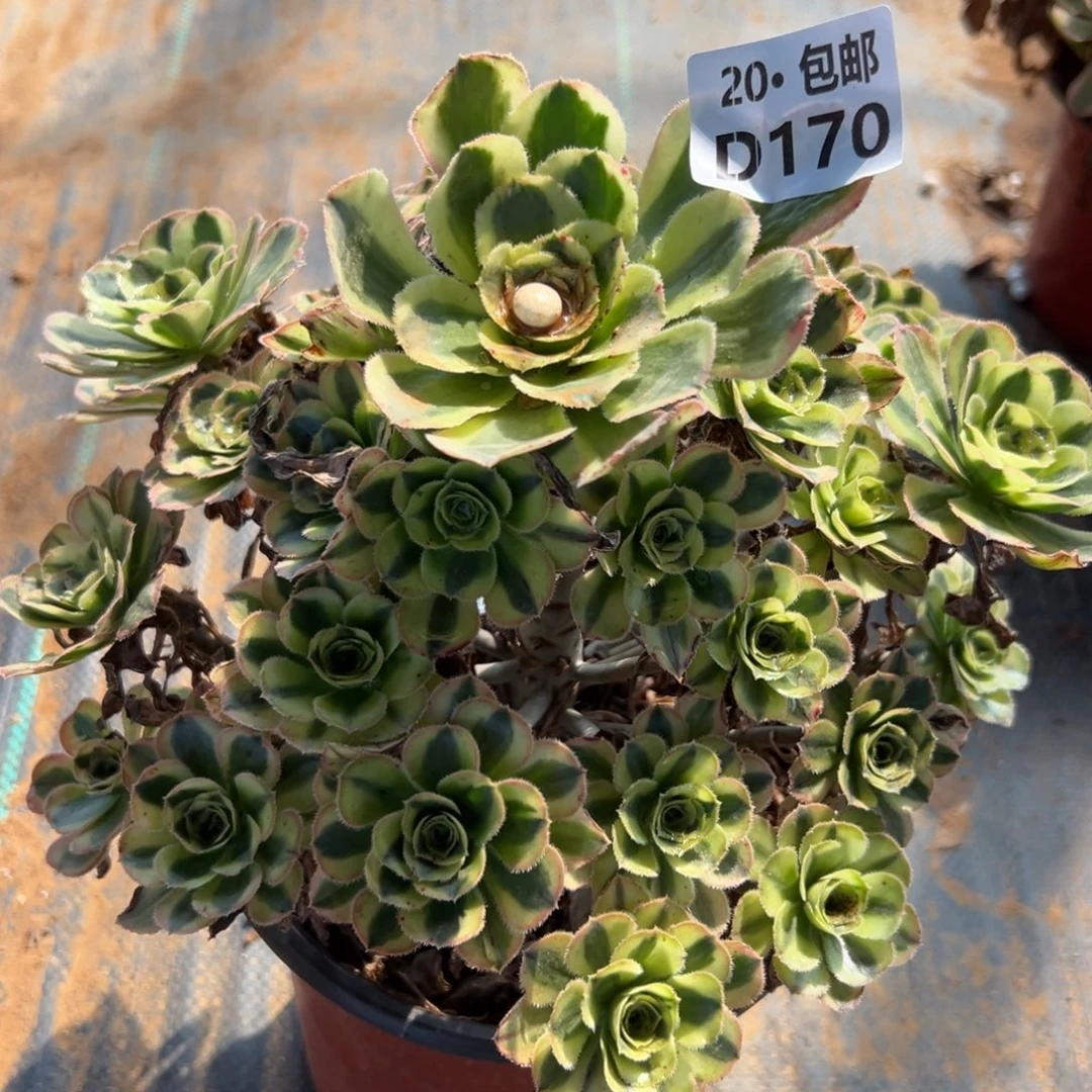 170白兰地，多肉法师说