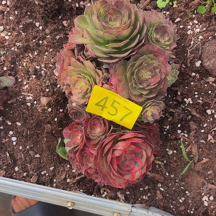 多肉植物福利457号
