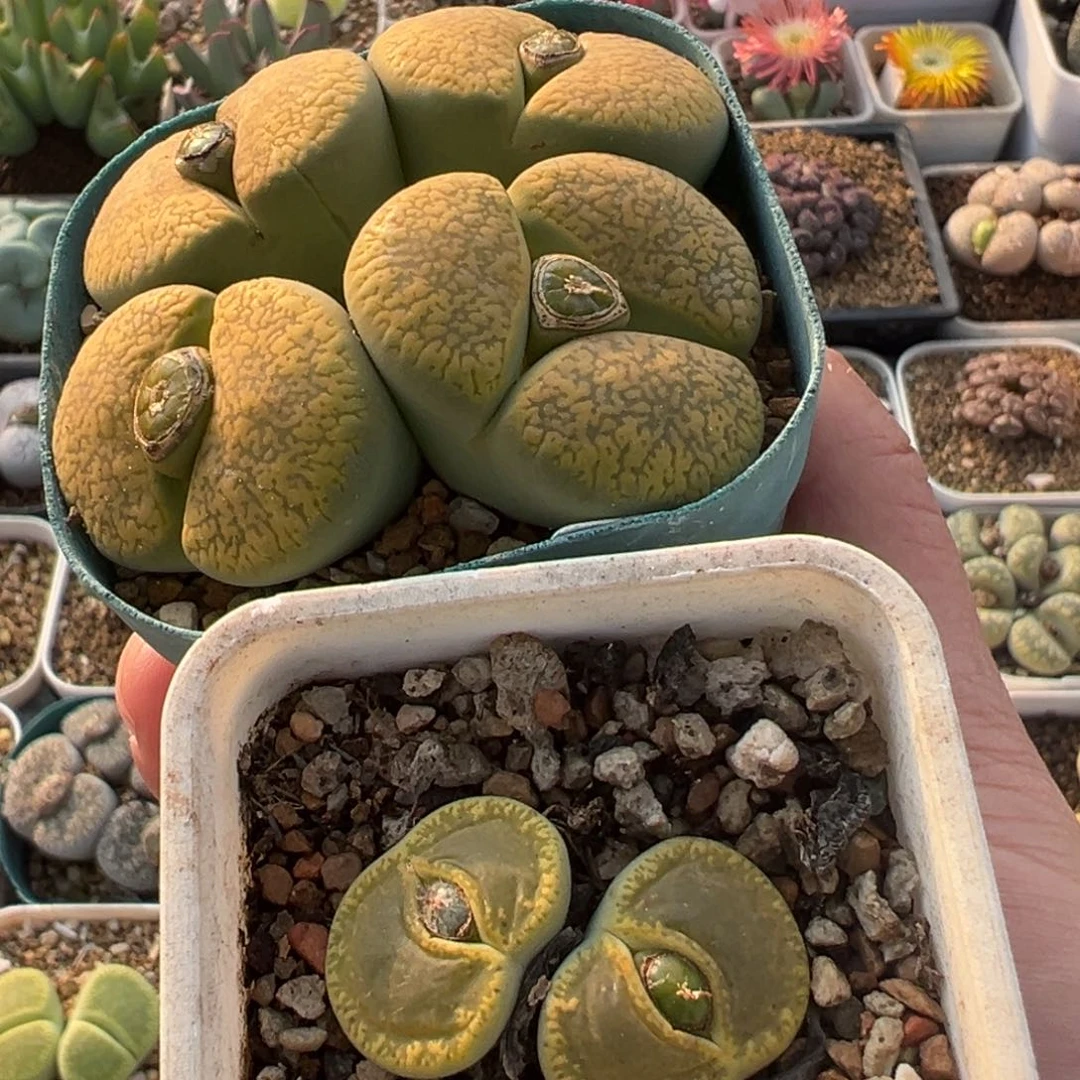 伴***居一组带盆多肉植物百科2