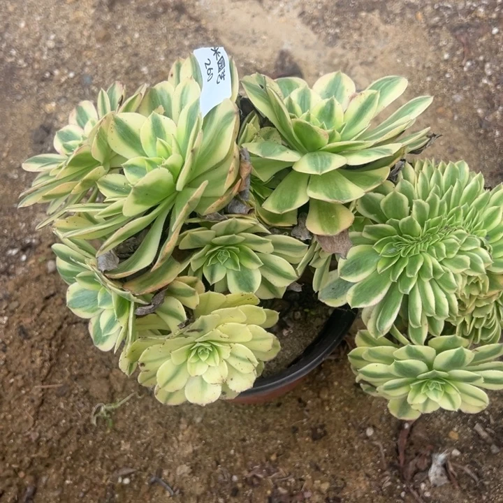 雨荷缀多肉植物260