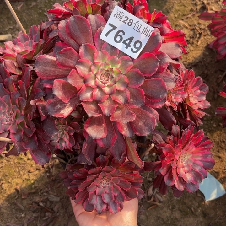 7649雪姬多肉植物