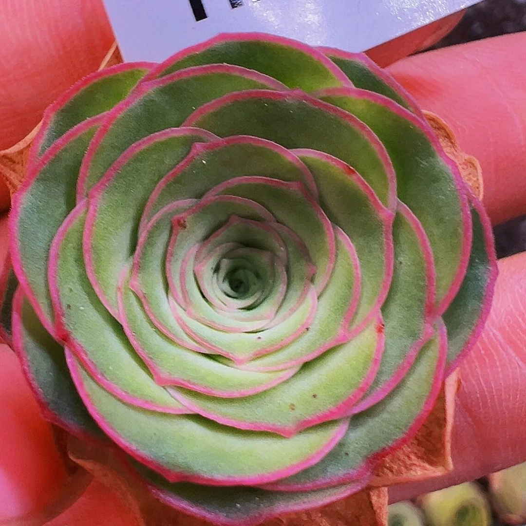 无花朵HR106福利捡漏青衣若初问尘各种