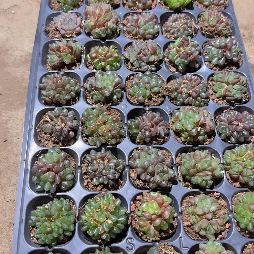 50孔玉露10颗群生量拍