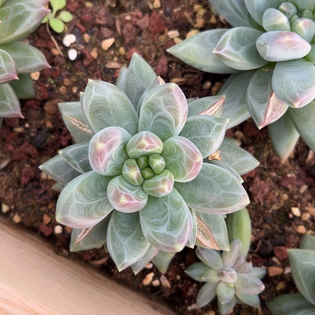 大***✿雪戴利单头一个111