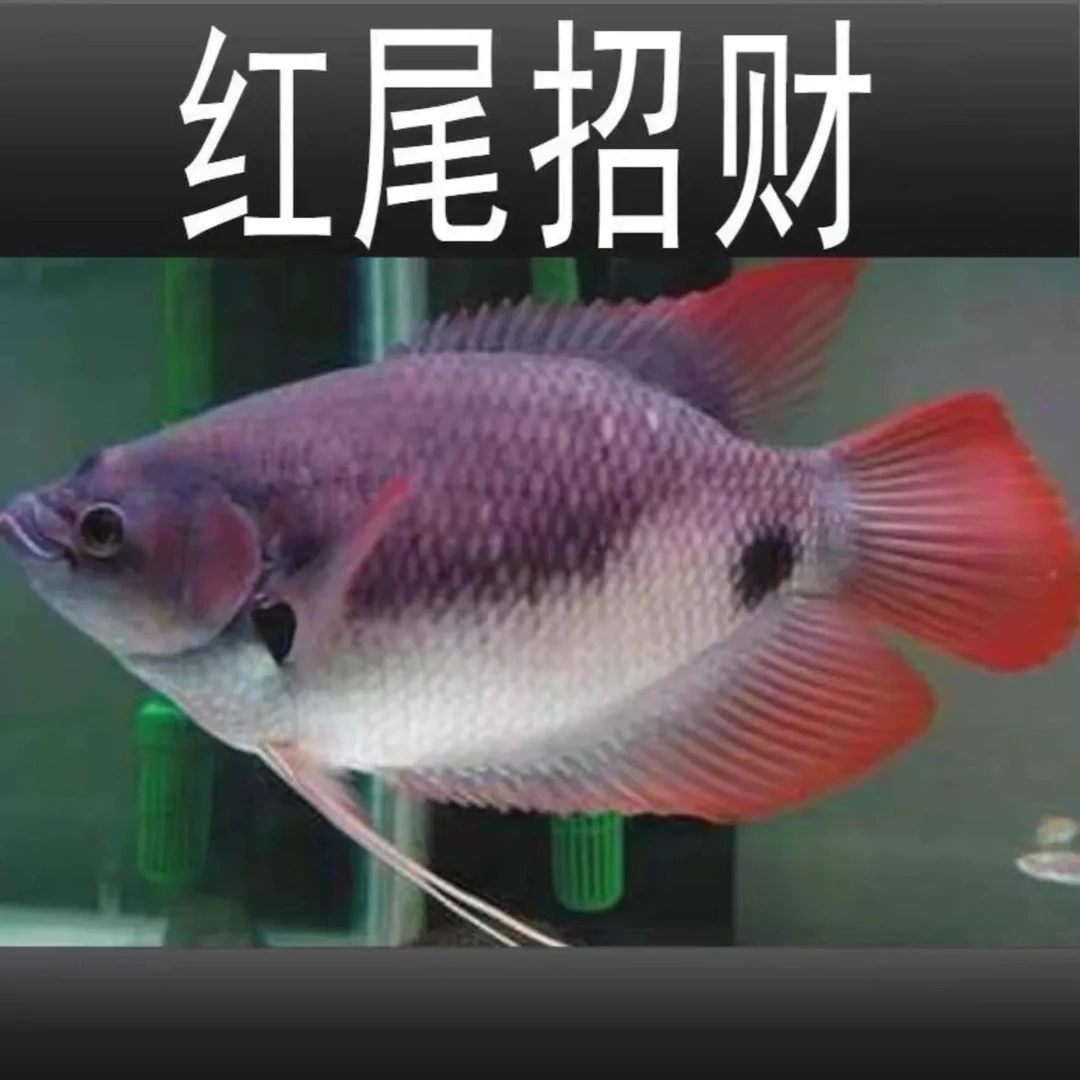 红尾红眼招财鱼古代战船大型淡水热带观赏鱼