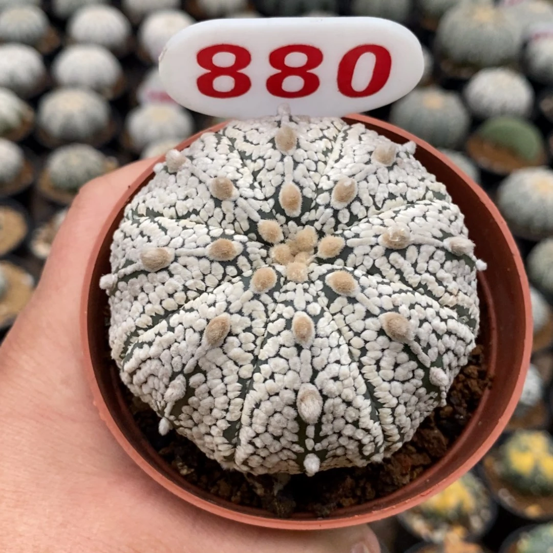 880浓白连线超兜