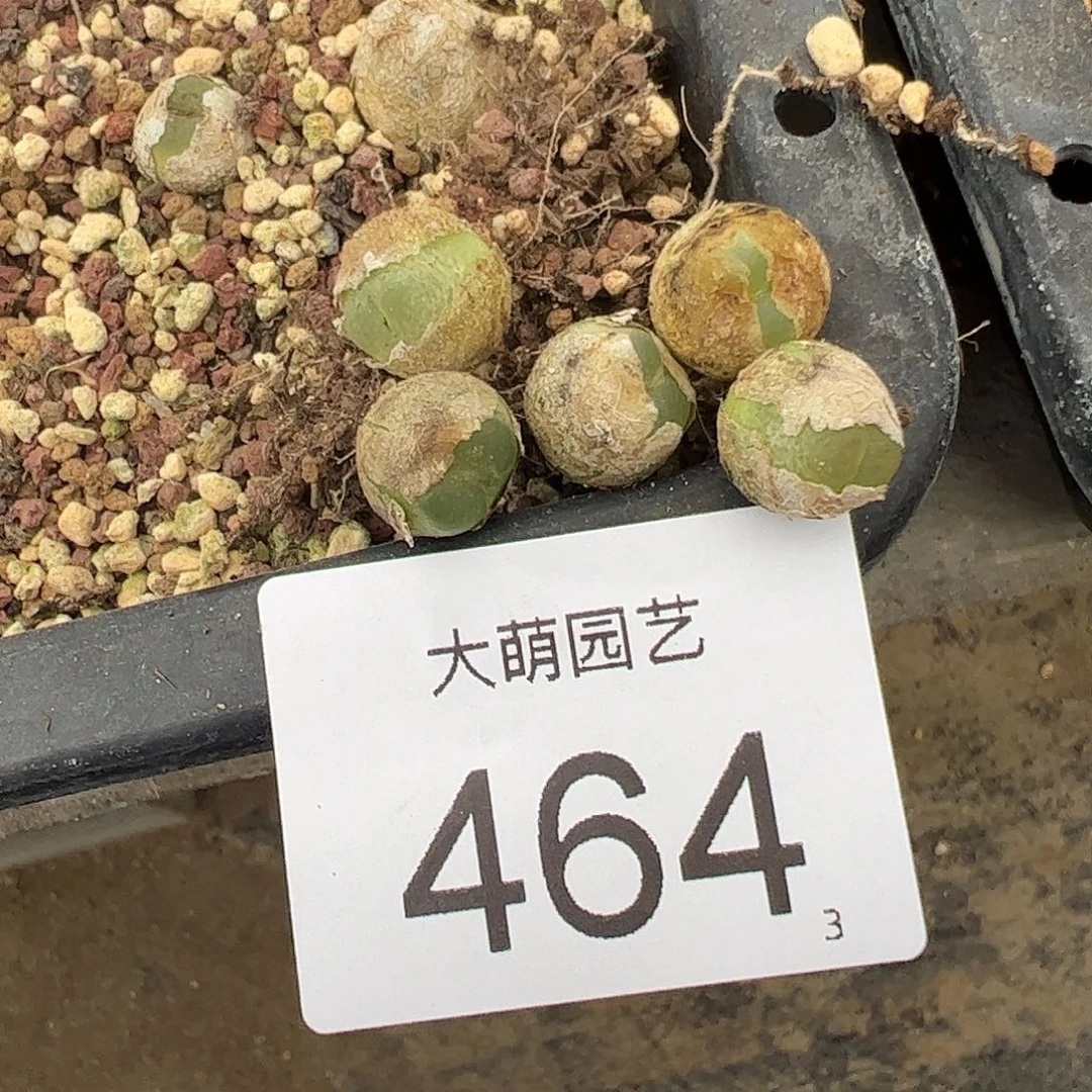 0000464量拍以下1颗4年拉登