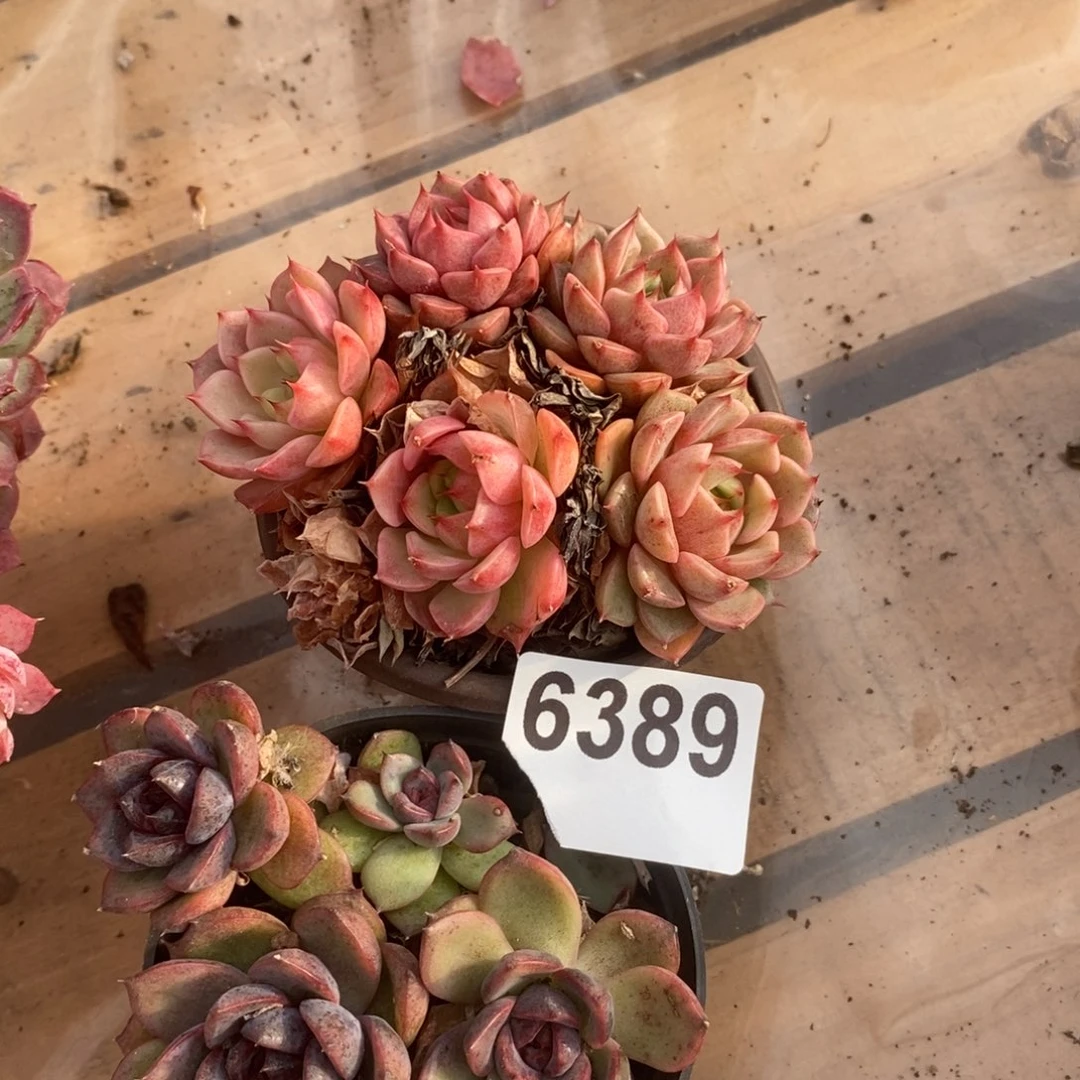 6389笨吧黑水晶一物一拍各一杯