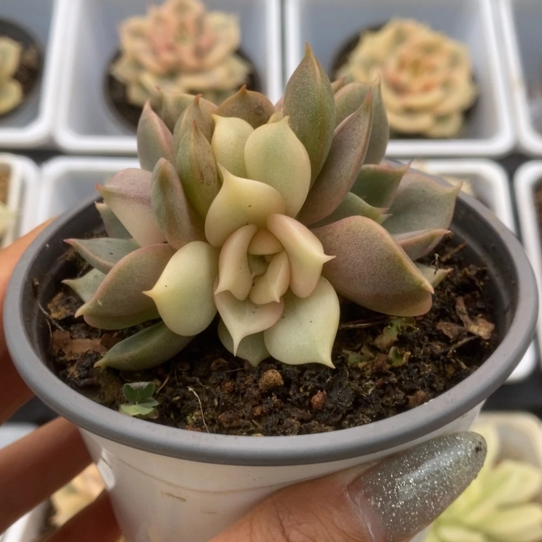 318贝加尔湖锦锦锦锦锦锦锦