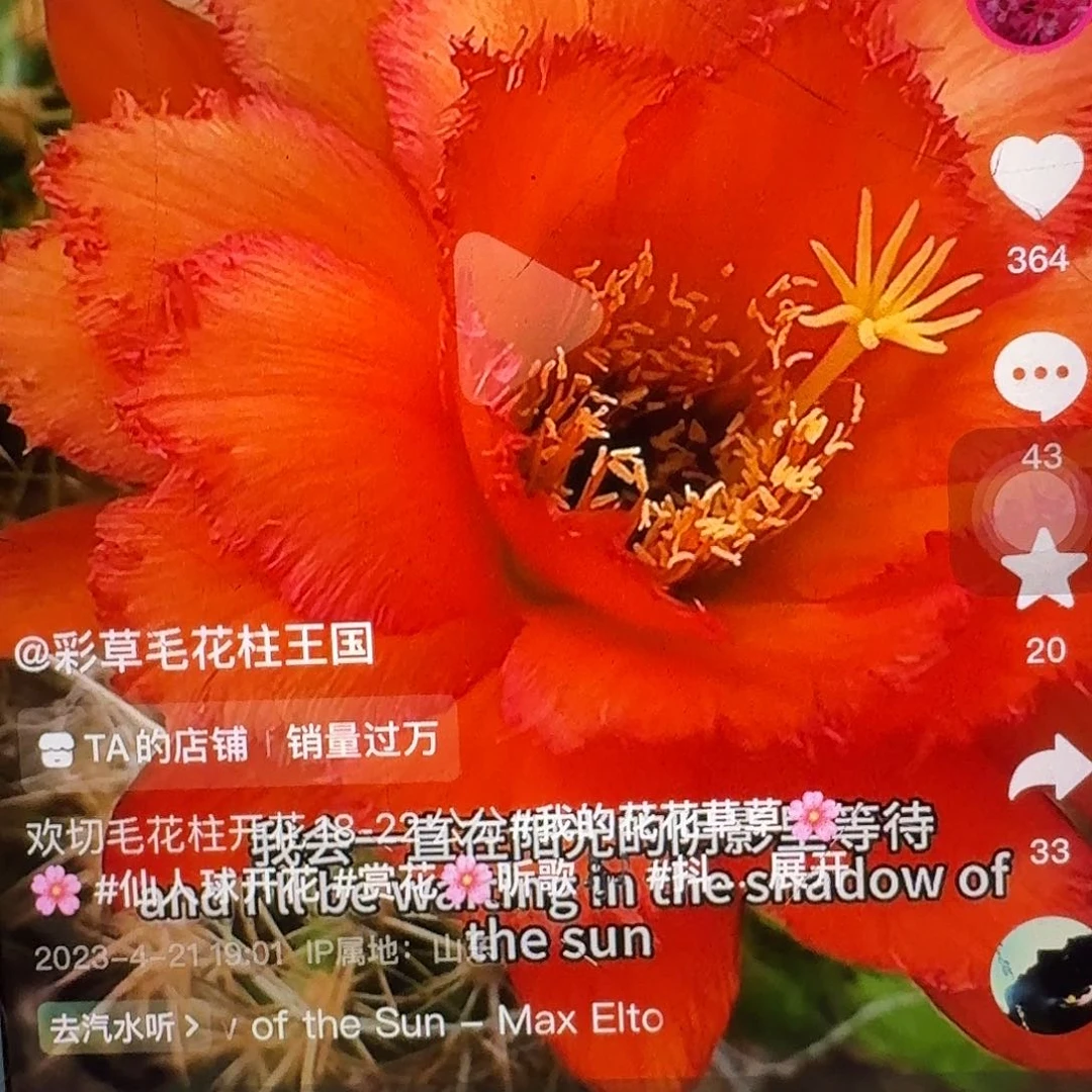 欢茄侧芽5公分毛花柱