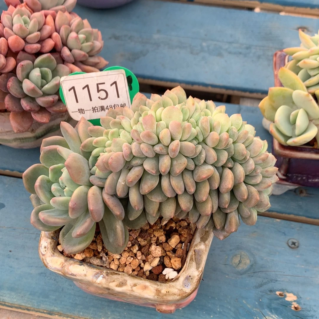 冰橙缀化一物一拍1151