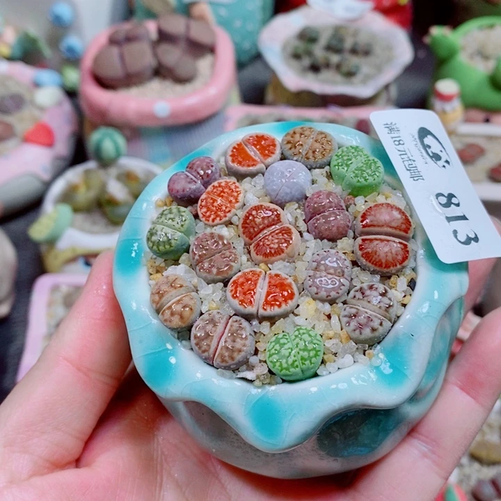 生石花花花花花花813