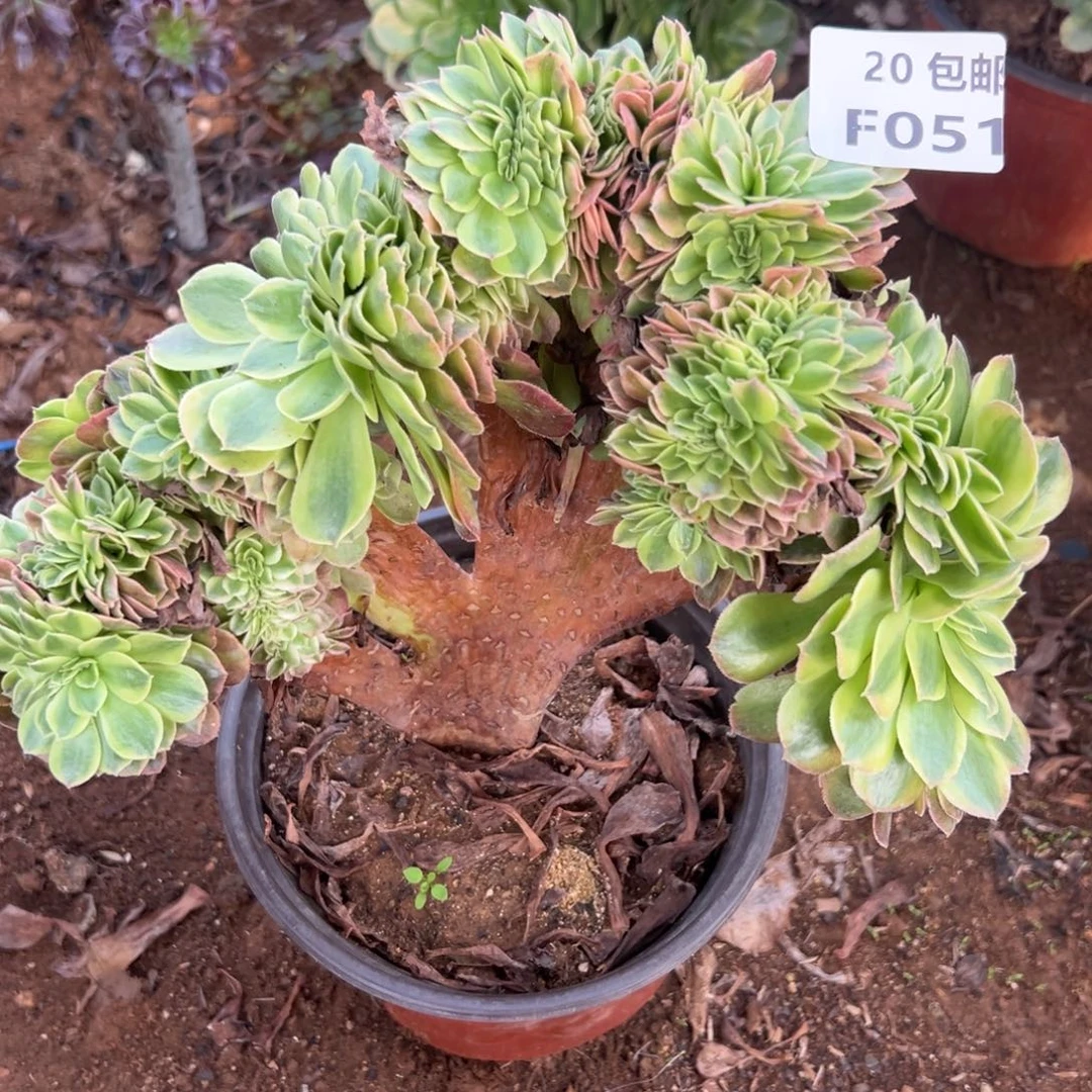 051雨荷缀，多肉法师