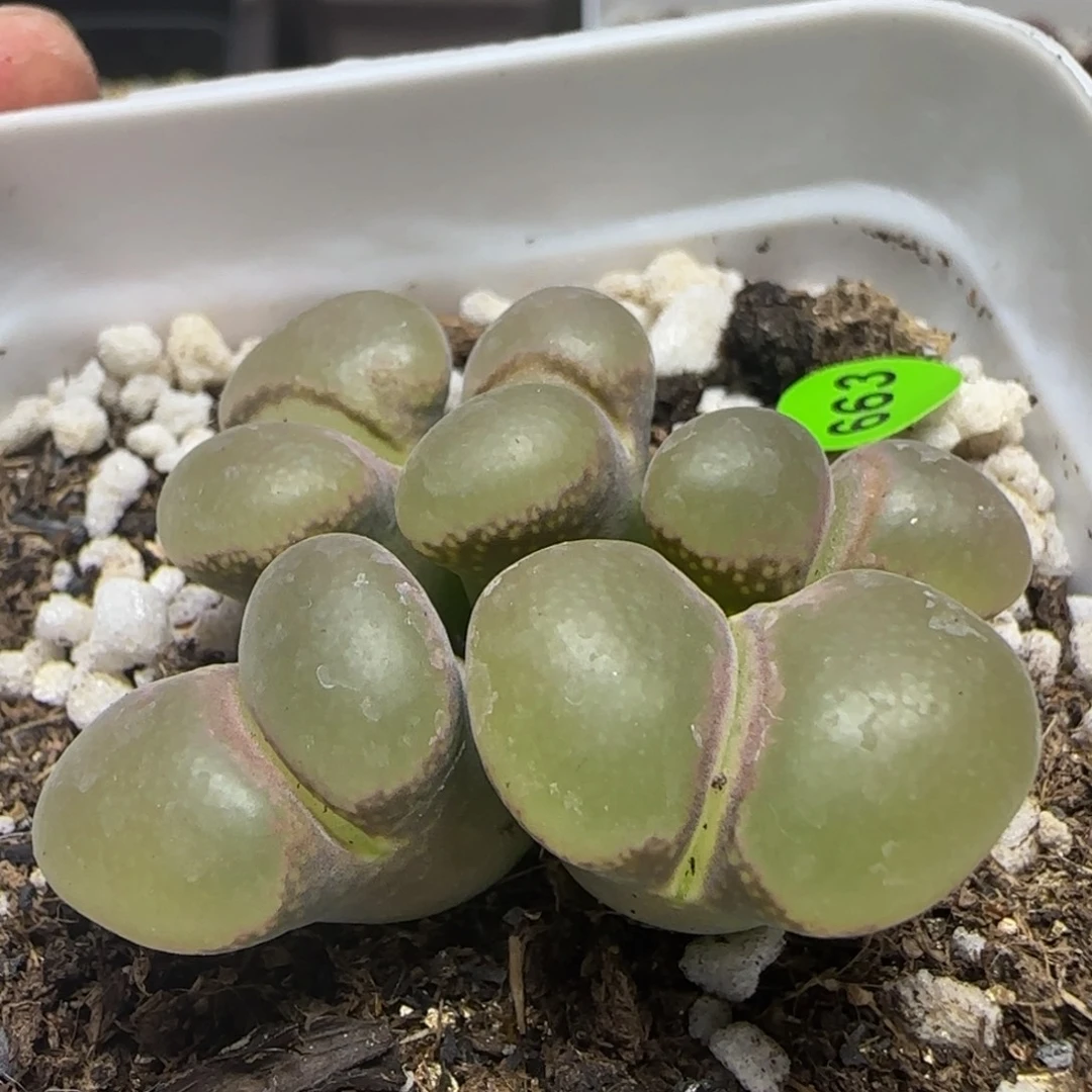 漂漂亮亮多肉植物663