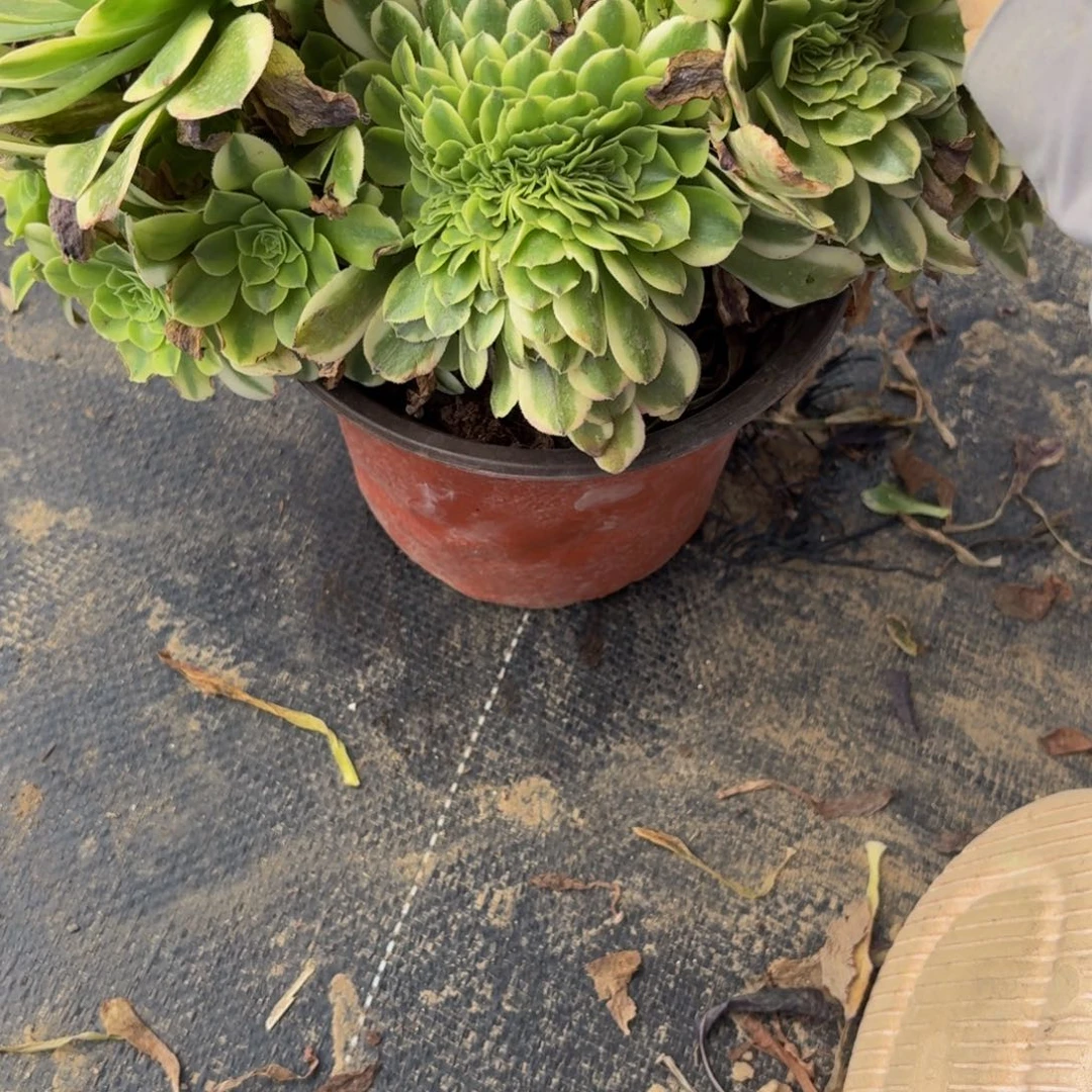 无花朵162多肉植物捧花