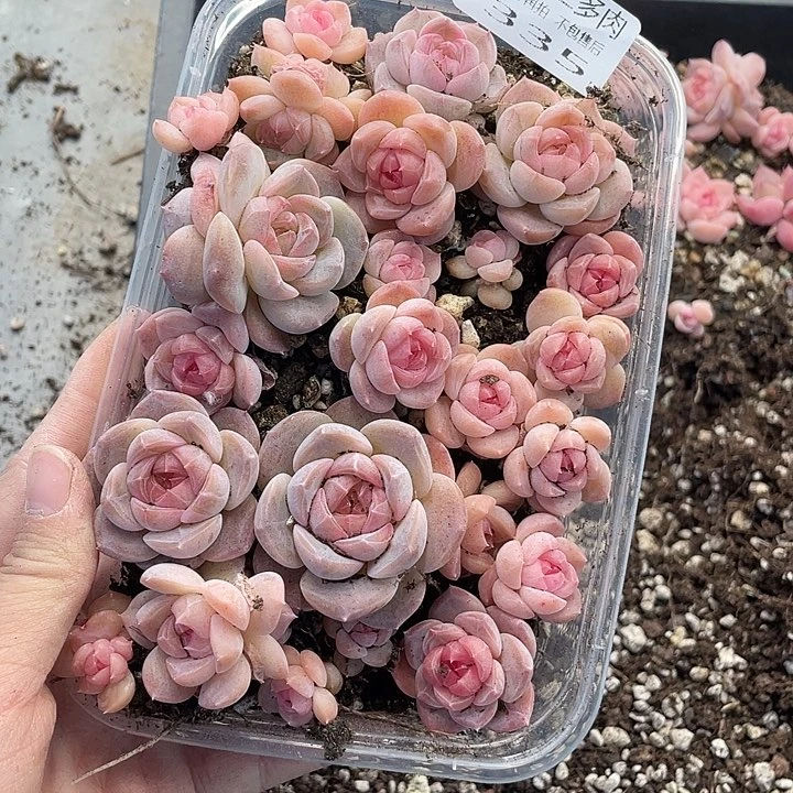 糕大上多肉植物335