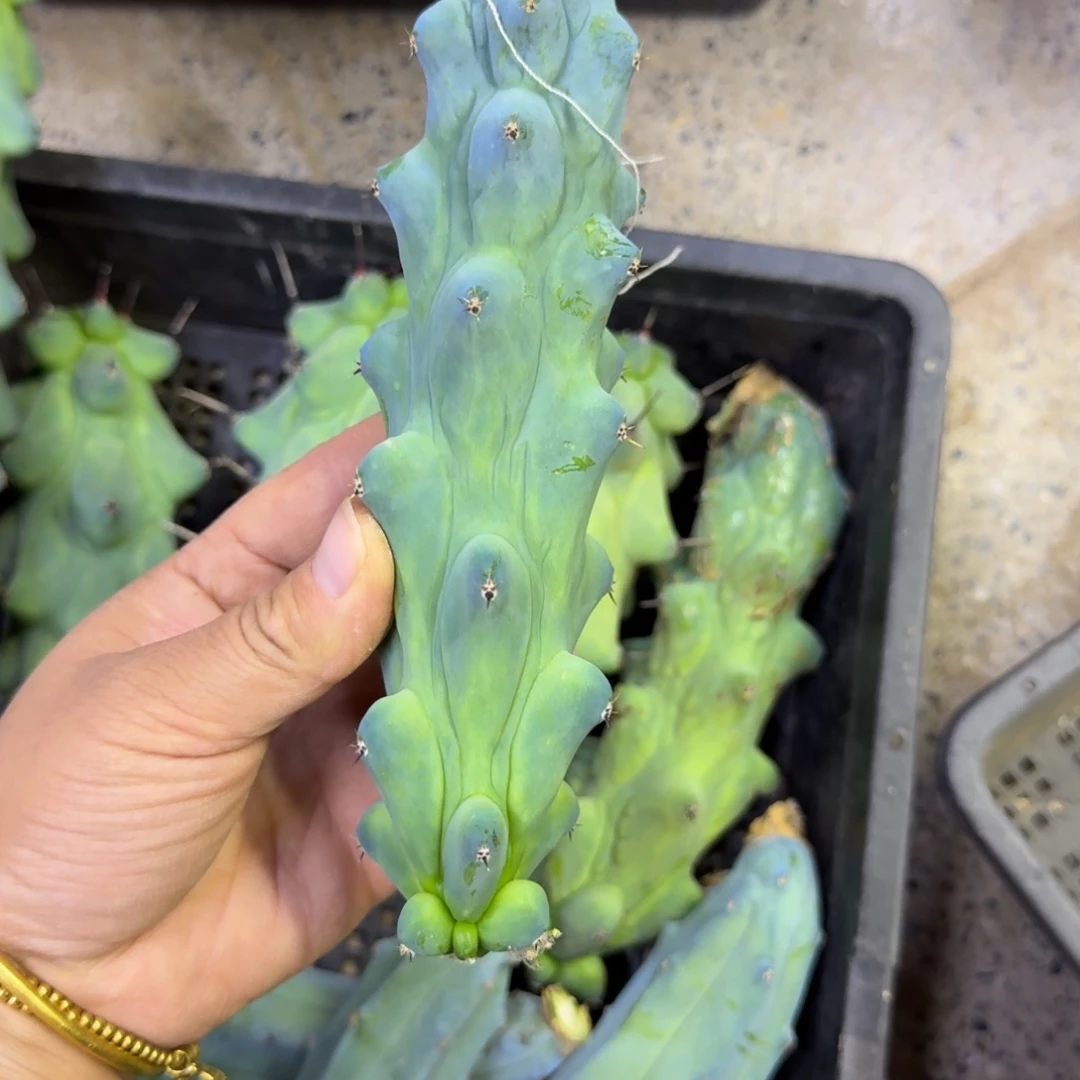 福禄寿无根牙歪15公分左右，20包邮