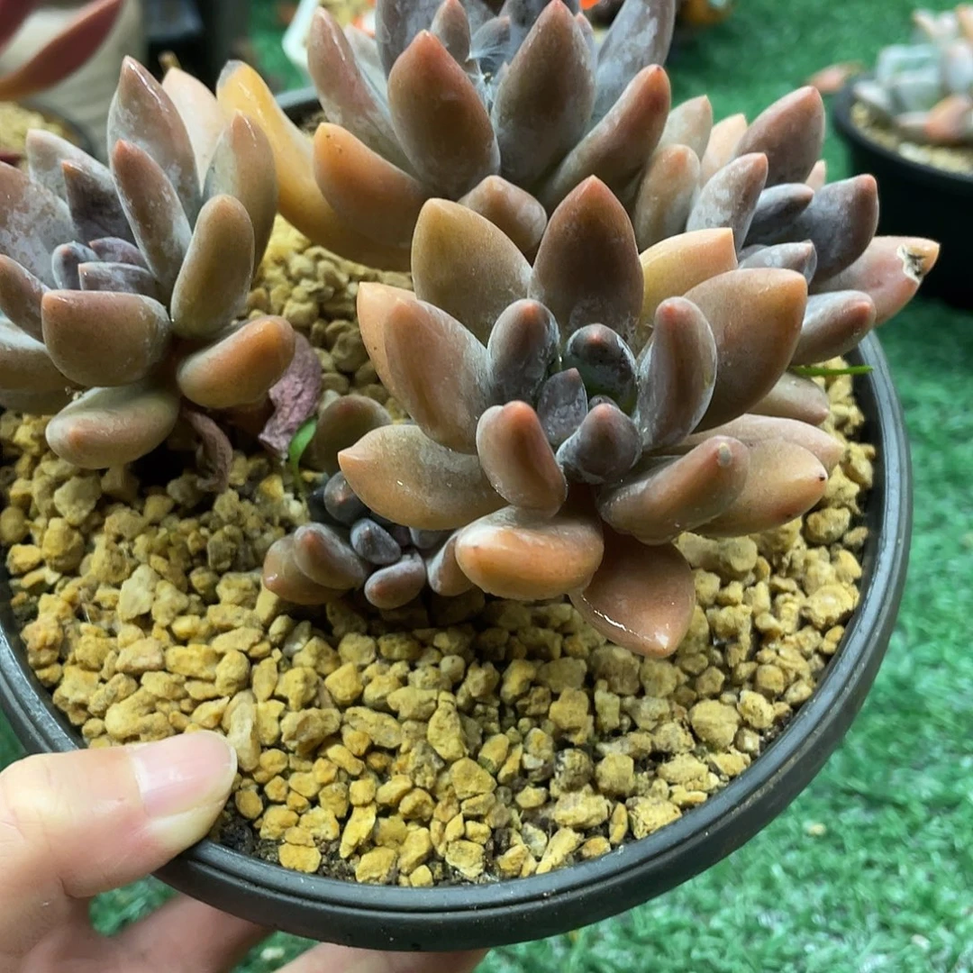 167一物一一拍一拍