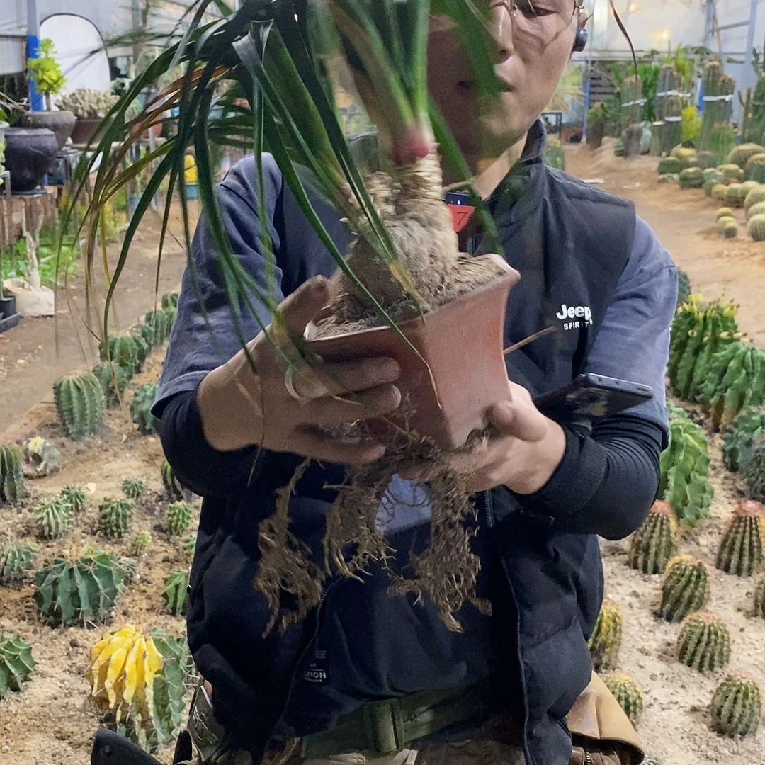酒瓶兰胸径6-7公分