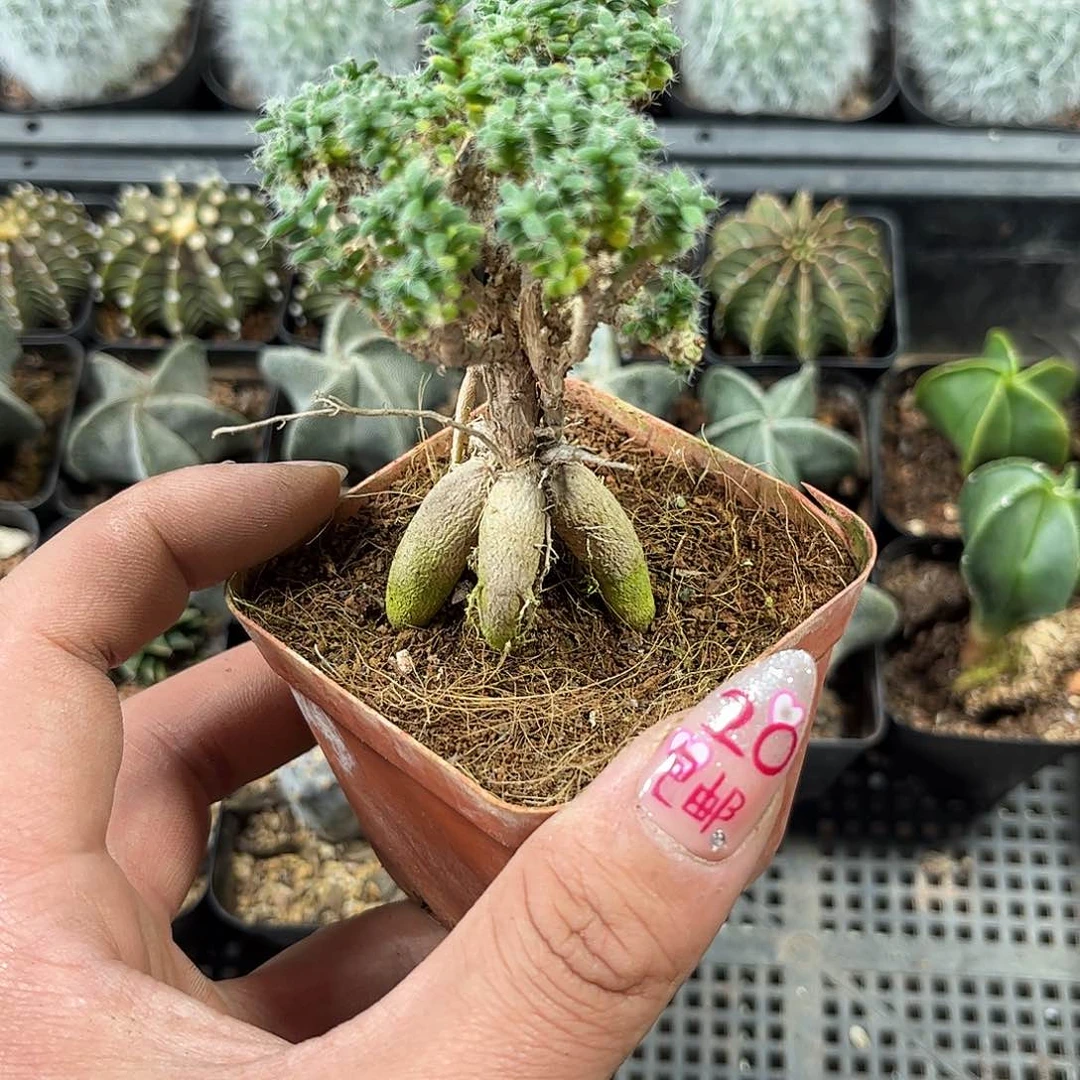 9.8鸡红小松有根发货