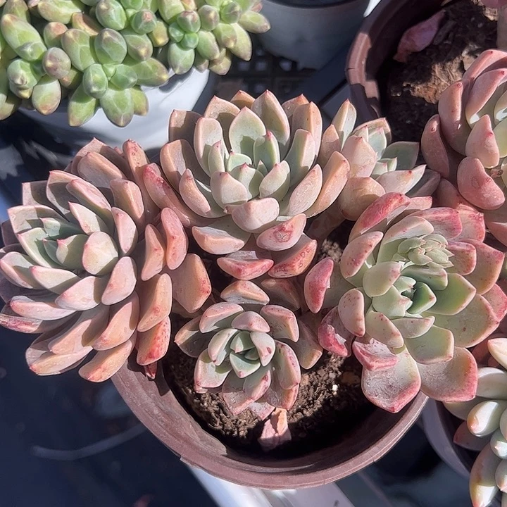 红粉佳人多肉植物精品