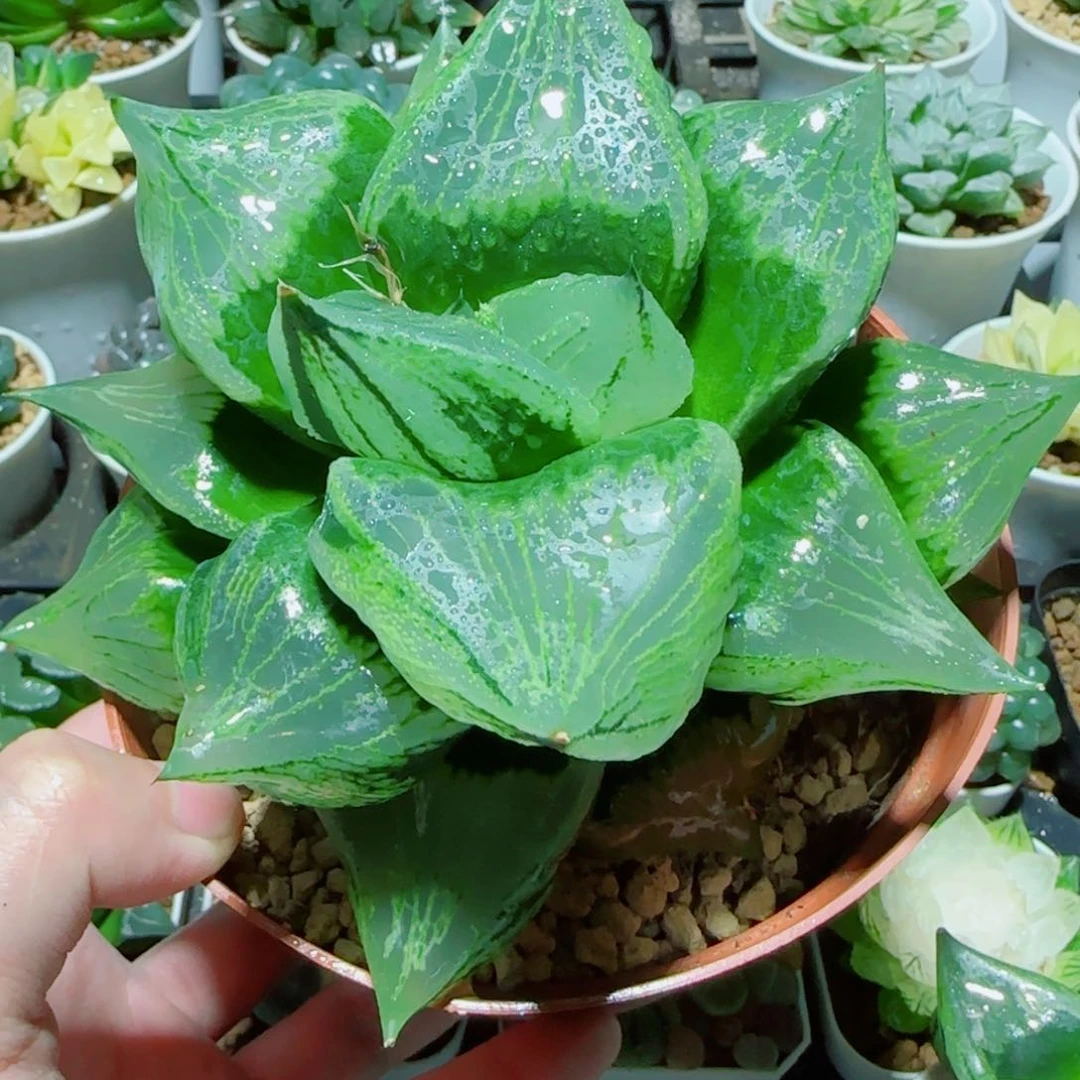 超大号绿胖子多肉