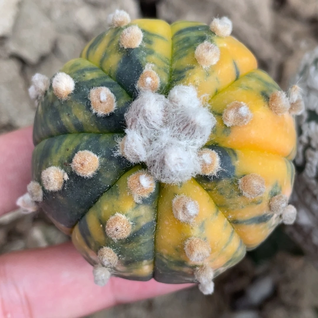 全部花朵高绒连星 糊斑锦兜
