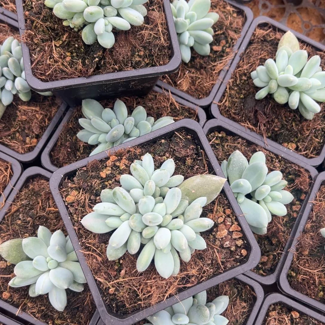 鱼****多肉植物哥特萝莉群
