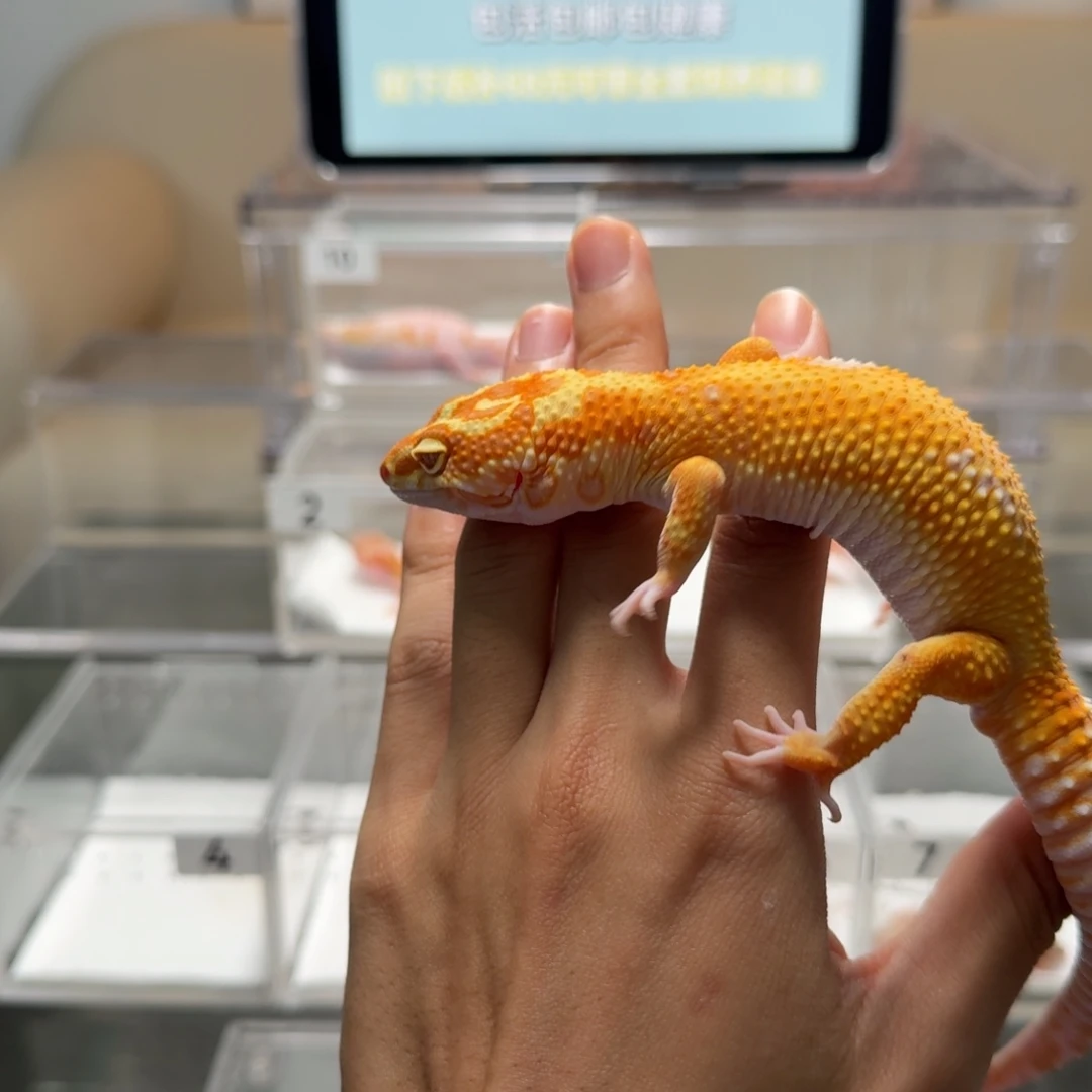 豹纹守宫豹纹守宫成体公暴龙