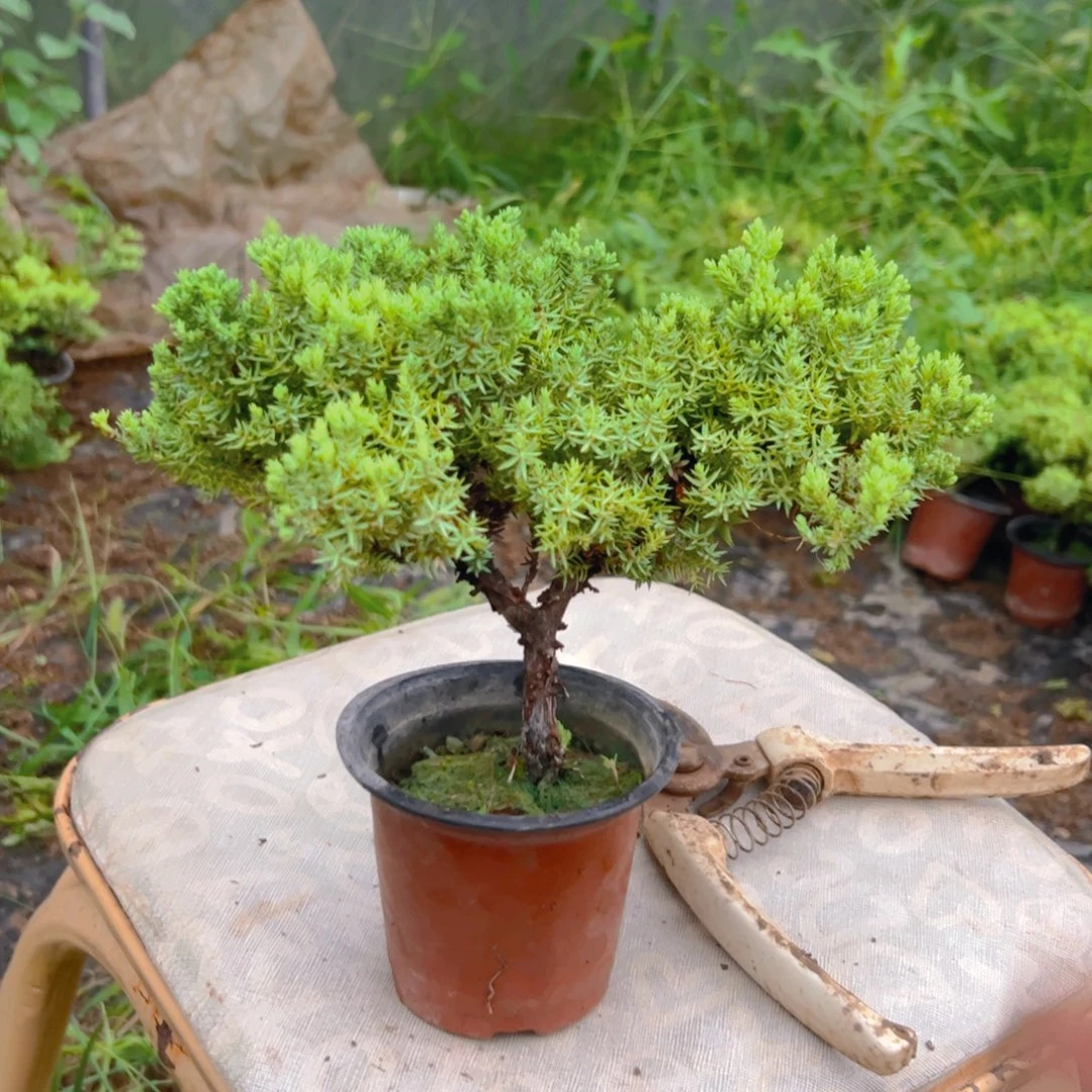 川****无花朵今生今世蛇年大吉