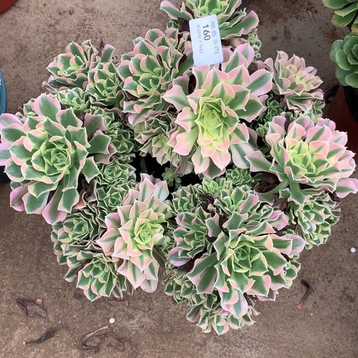 160雨花石多肉植物特价