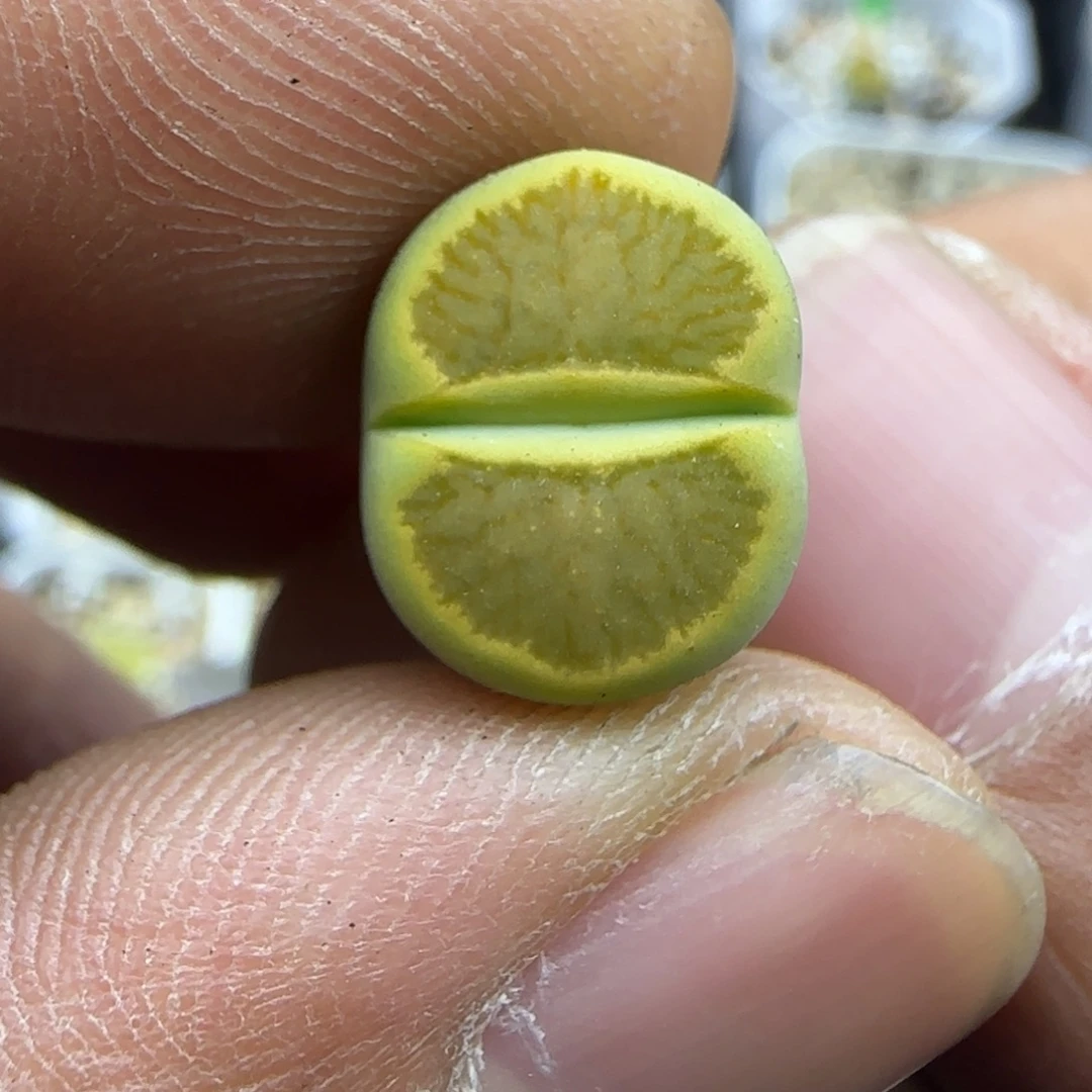 446 生石花大棚直播