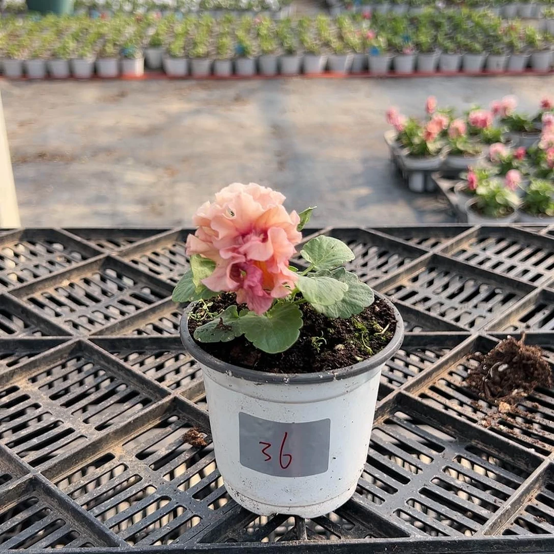 【闪购商品】完全开放036号