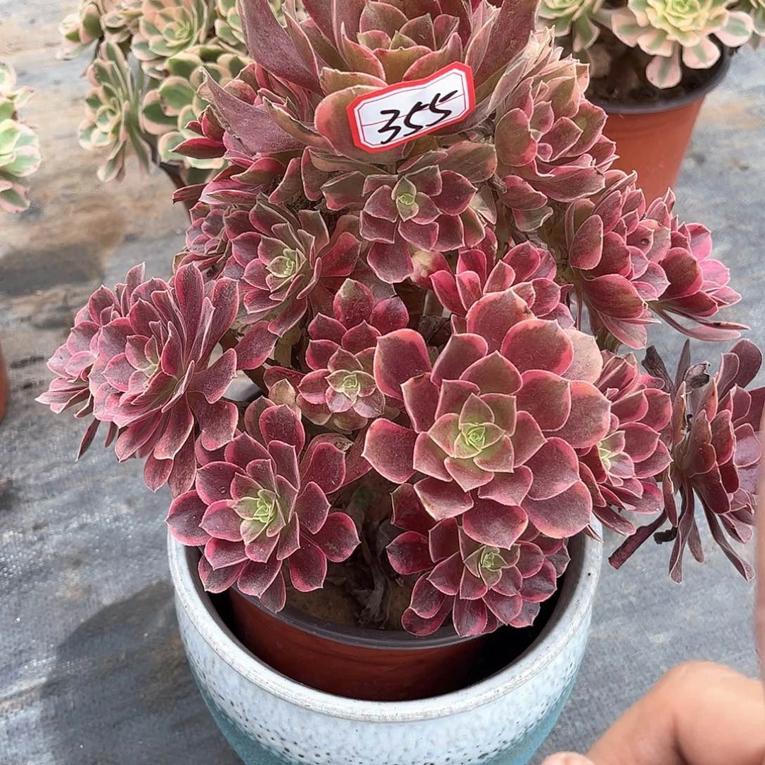 多肉植物355号多肉植物