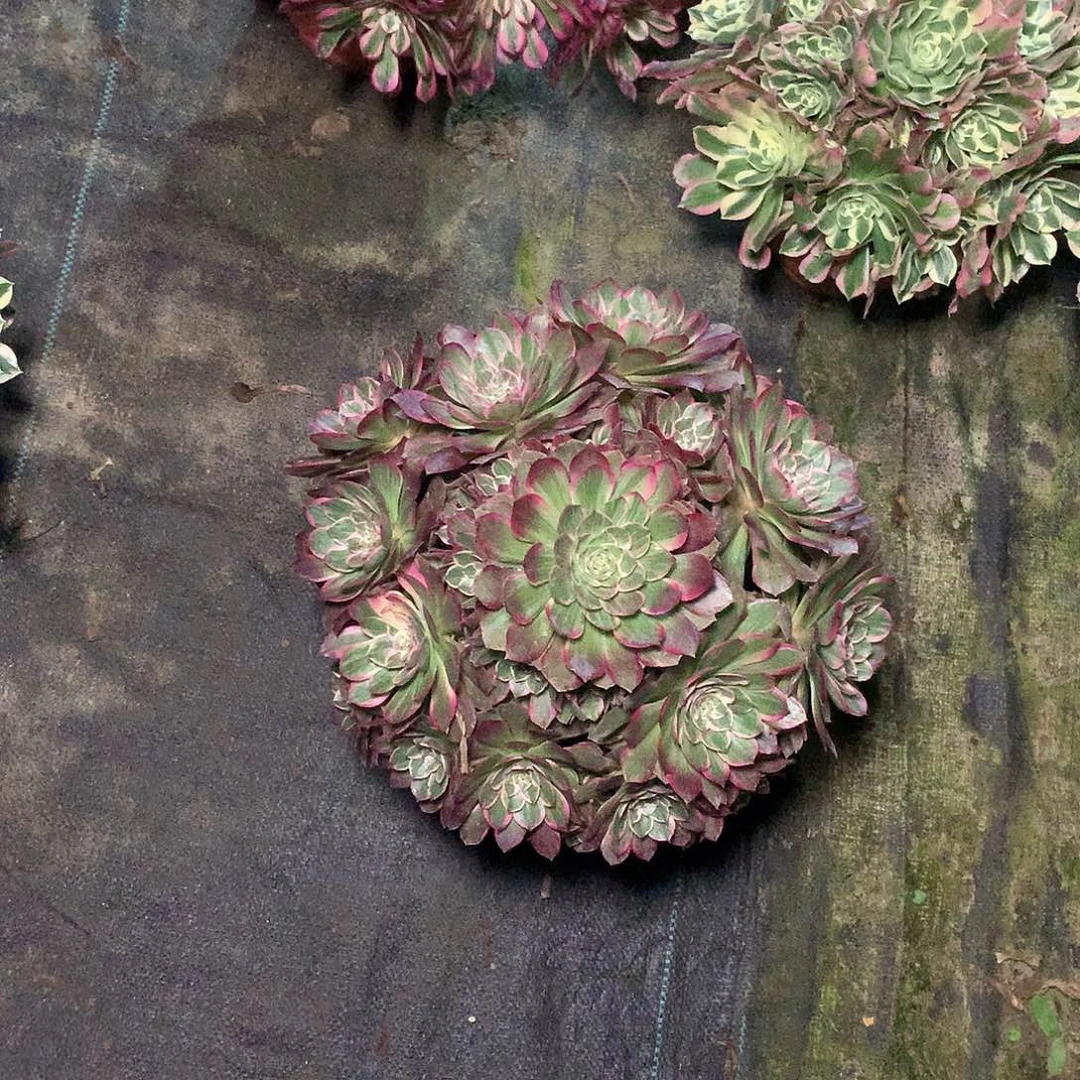 嗨多肉多肉多肉多肉176