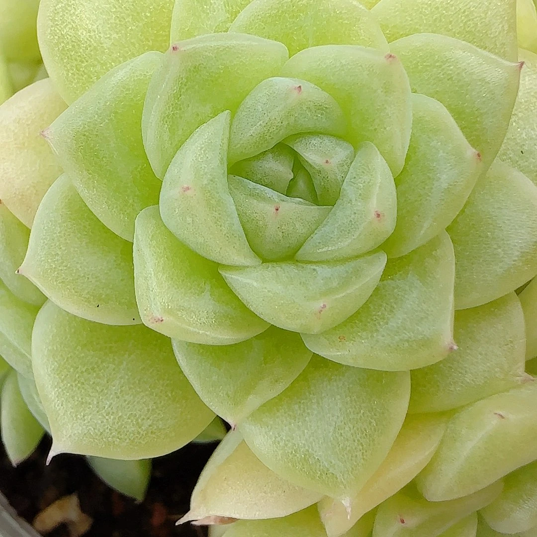 【闪购商品】0807-93优选麦杆