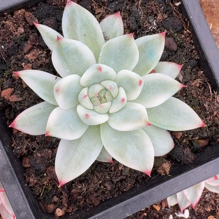 吉娃娃锦一物一拍