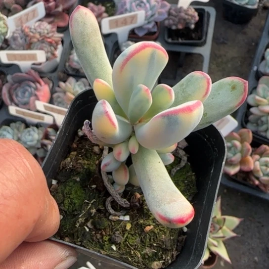 172棒叶福娘锦多肉